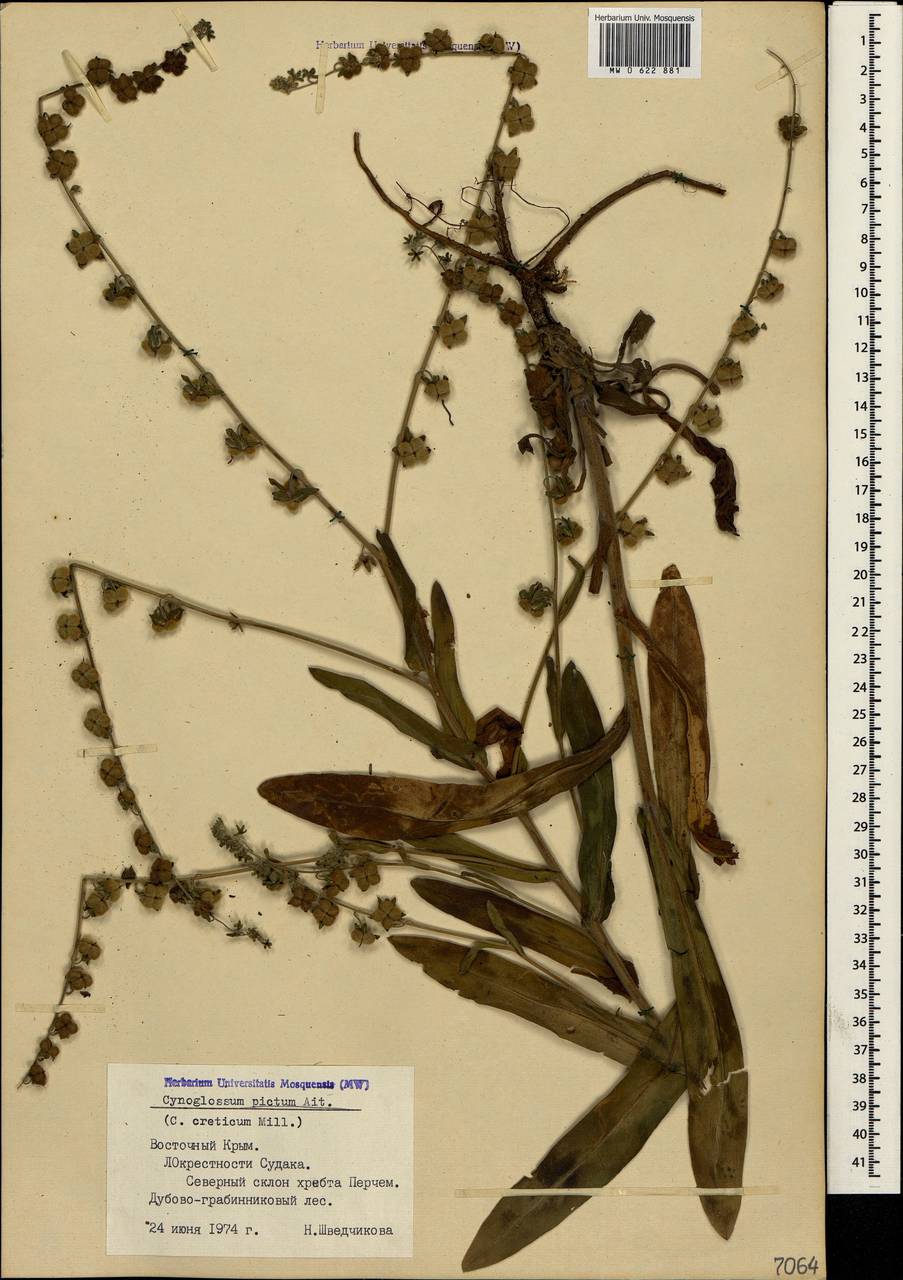 Cynoglossum creticum Mill., Crimea (KRYM) (Russia)