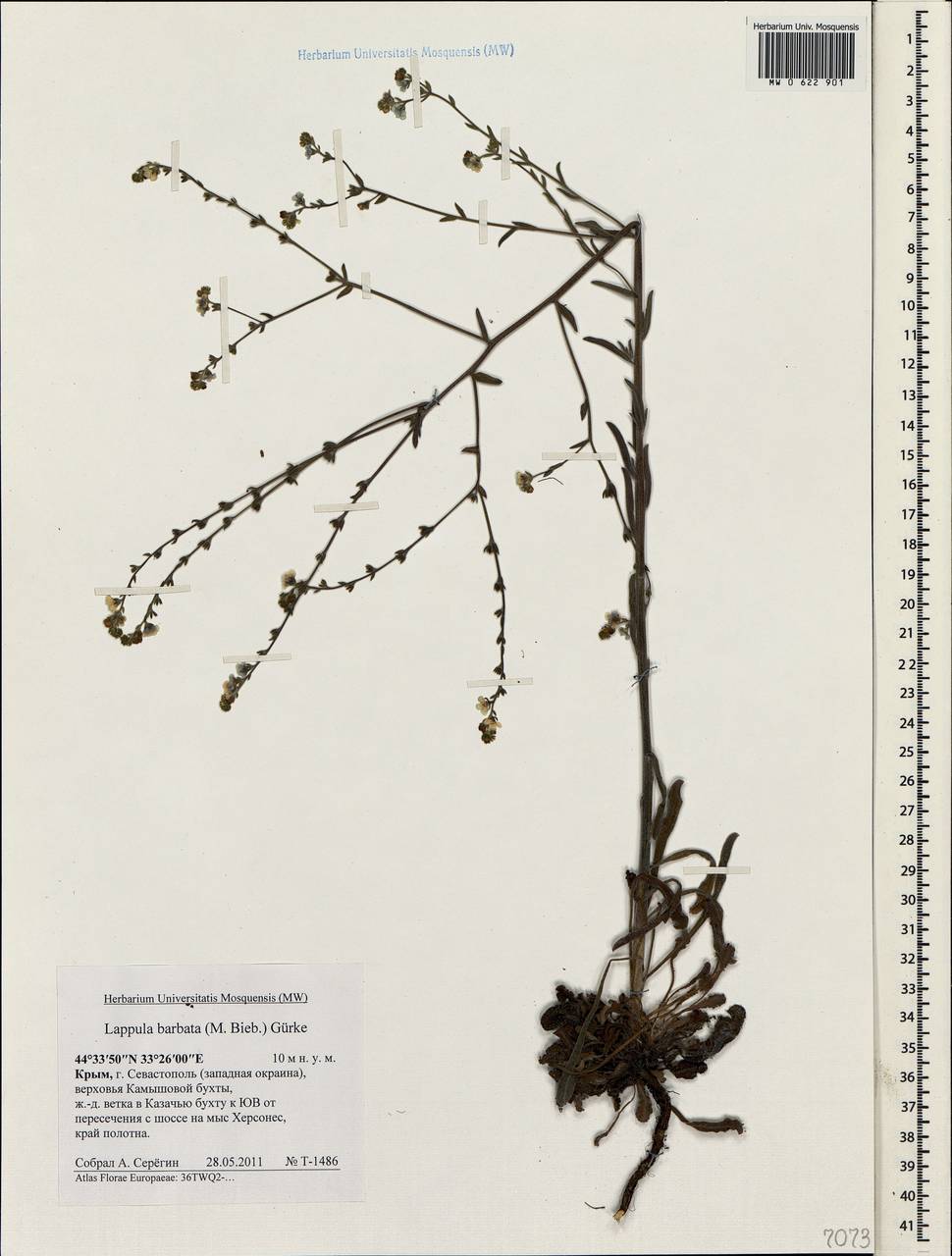 Lappula barbata (M.Bieb.) Menyh., Crimea (KRYM) (Russia)