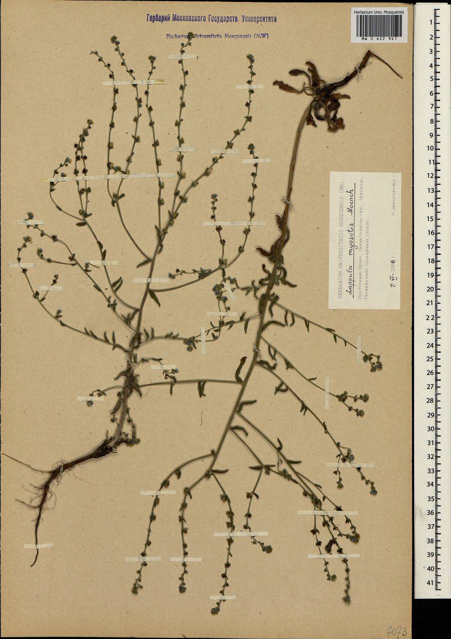 Lappula squarrosa (Retz.) Dumort., Crimea (KRYM) (Russia)