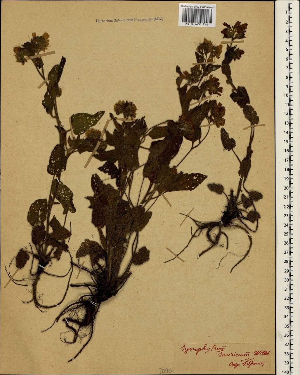 Symphytum tauricum Willd., Crimea (KRYM) (Russia)