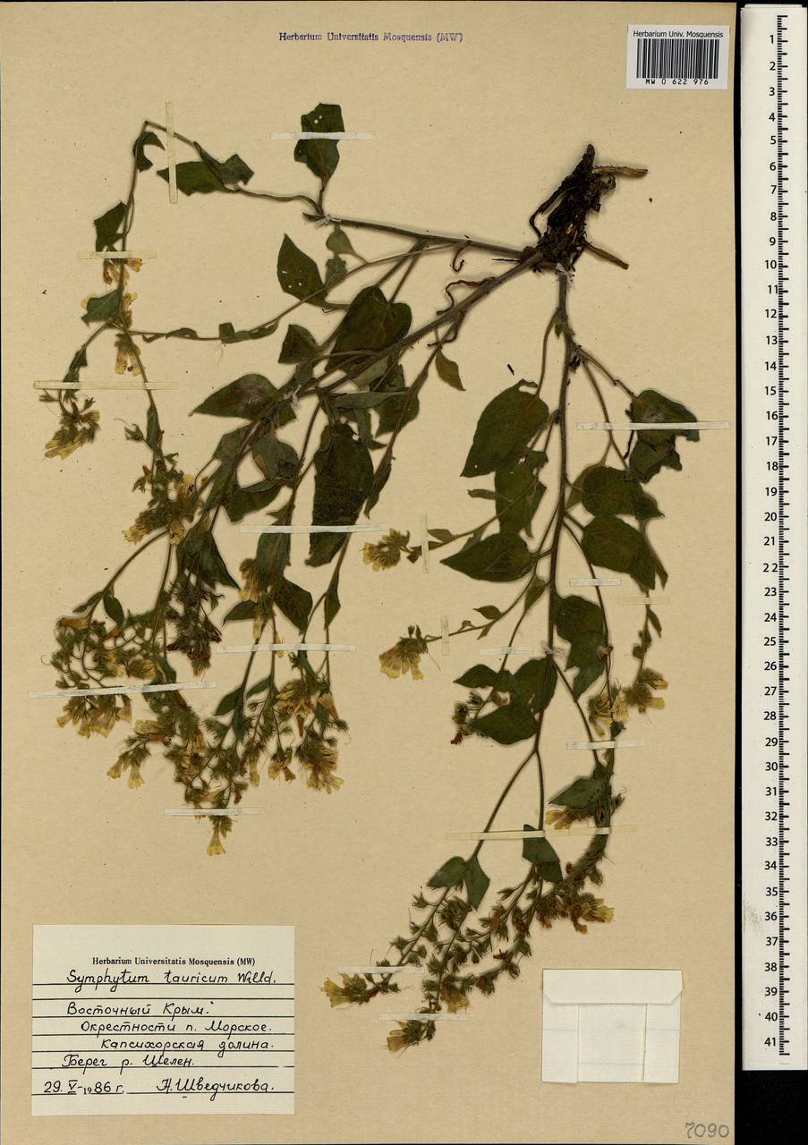 Symphytum tauricum Willd., Crimea (KRYM) (Russia)