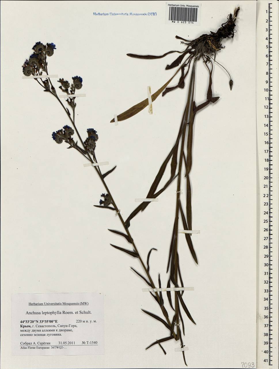 Anchusa leptophylla Roem. & Schult., Crimea (KRYM) (Russia)