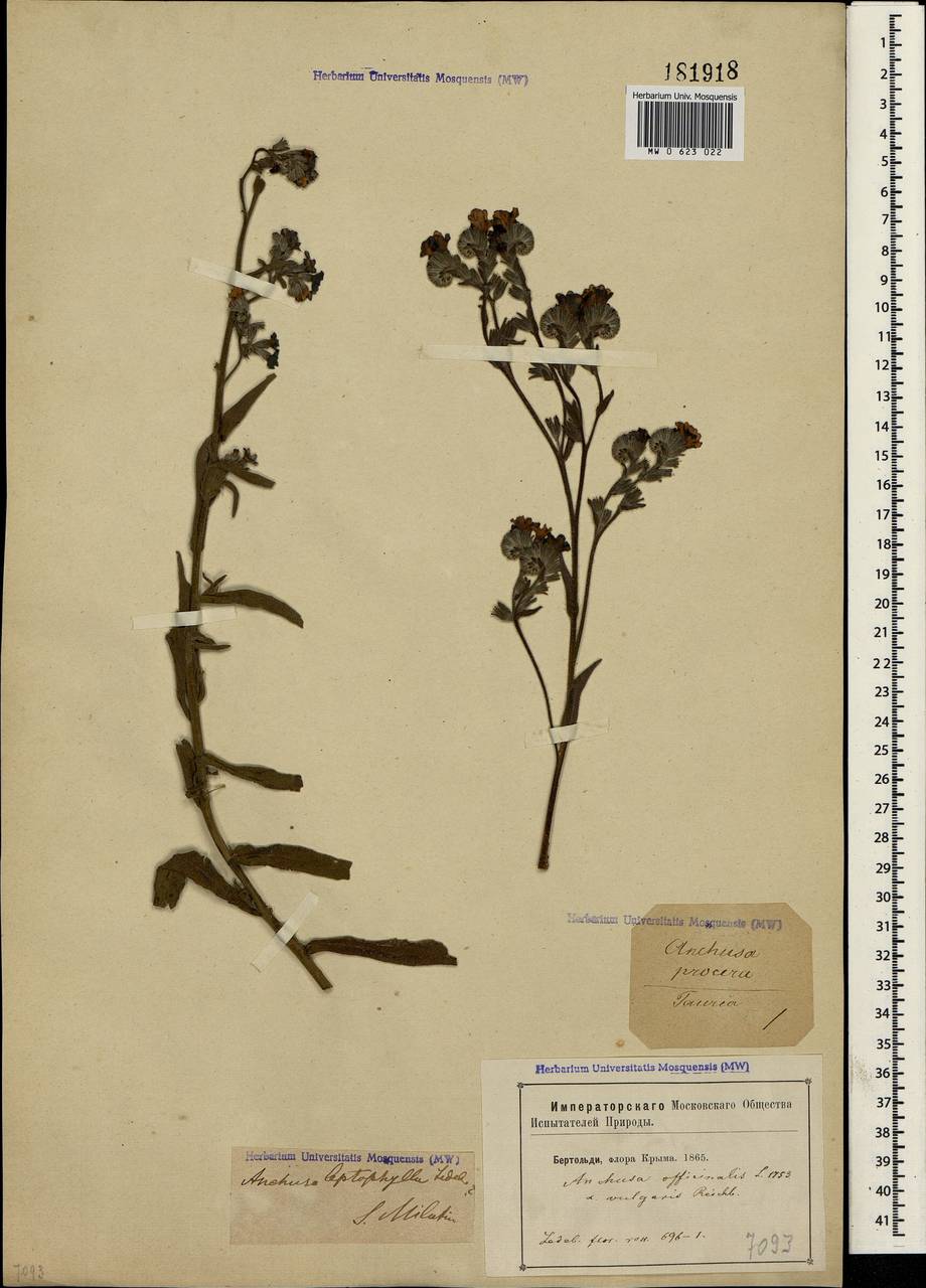 Anchusa leptophylla Roem. & Schult., Crimea (KRYM) (Russia)