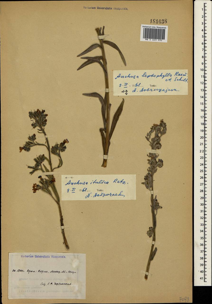Anchusa leptophylla Roem. & Schult., Crimea (KRYM) (Russia)