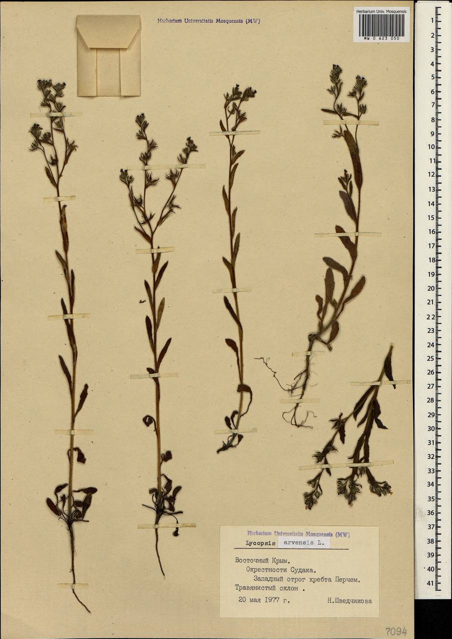 Lycopsis arvensis L., Crimea (KRYM) (Russia)
