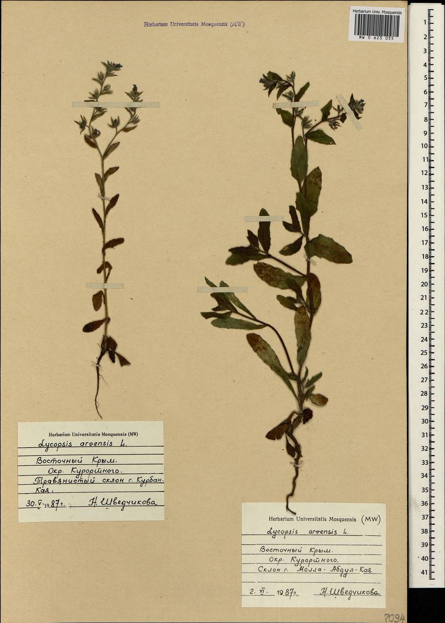 Lycopsis arvensis L., Crimea (KRYM) (Russia)