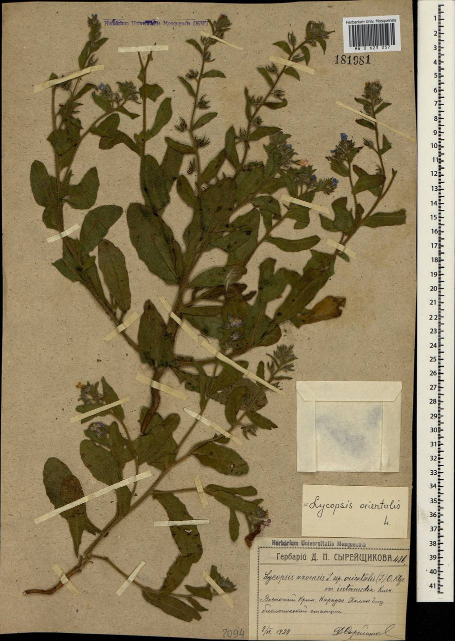 Lycopsis arvensis subsp. orientalis (L.) Kuzn., Crimea (KRYM) (Russia)