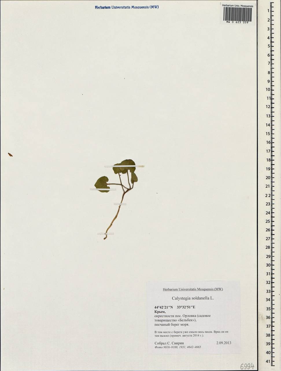 Calystegia soldanella (L.) R. Br., Crimea (KRYM) (Russia)