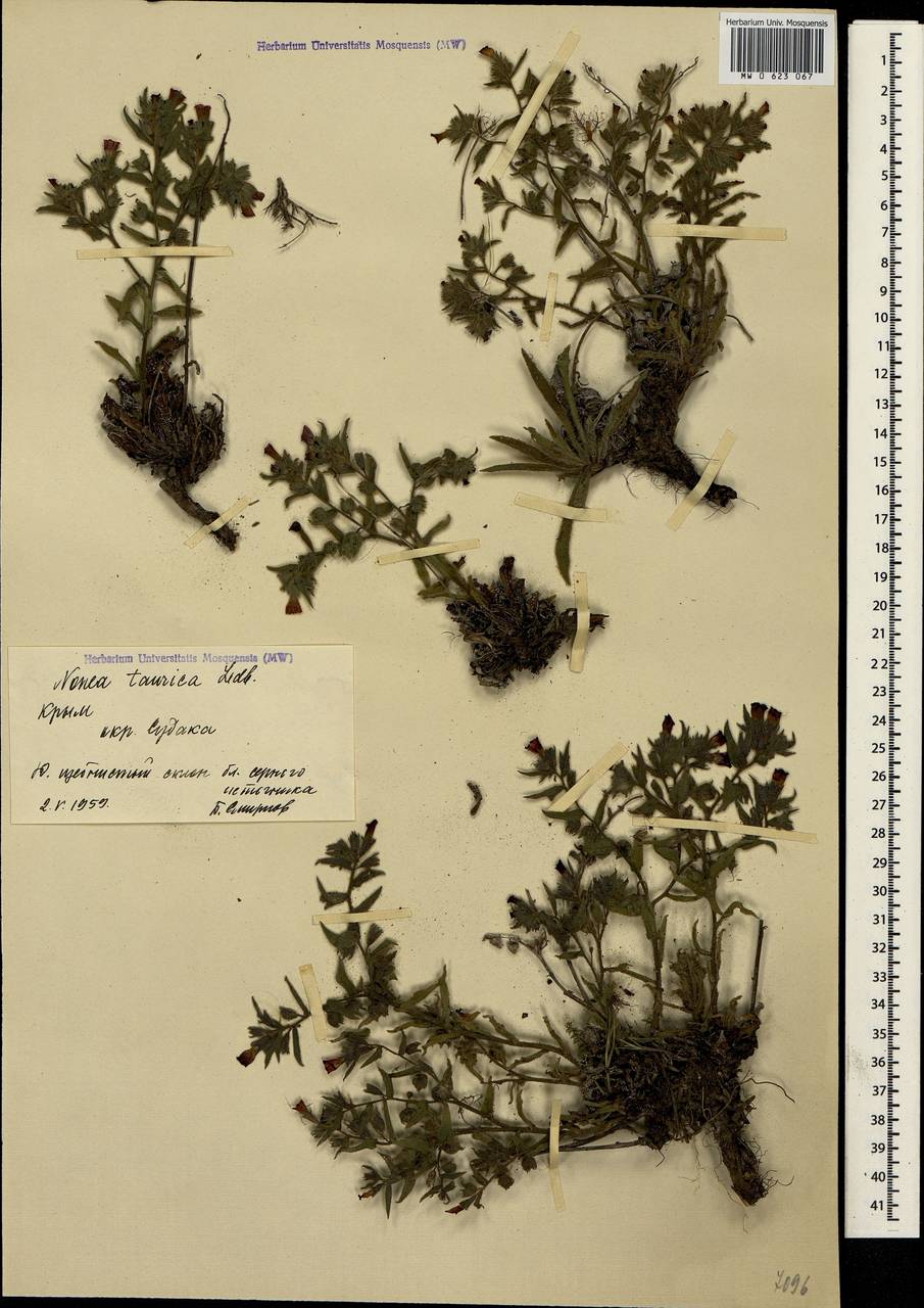 Nonea pulla subsp. pulla, Crimea (KRYM) (Russia)