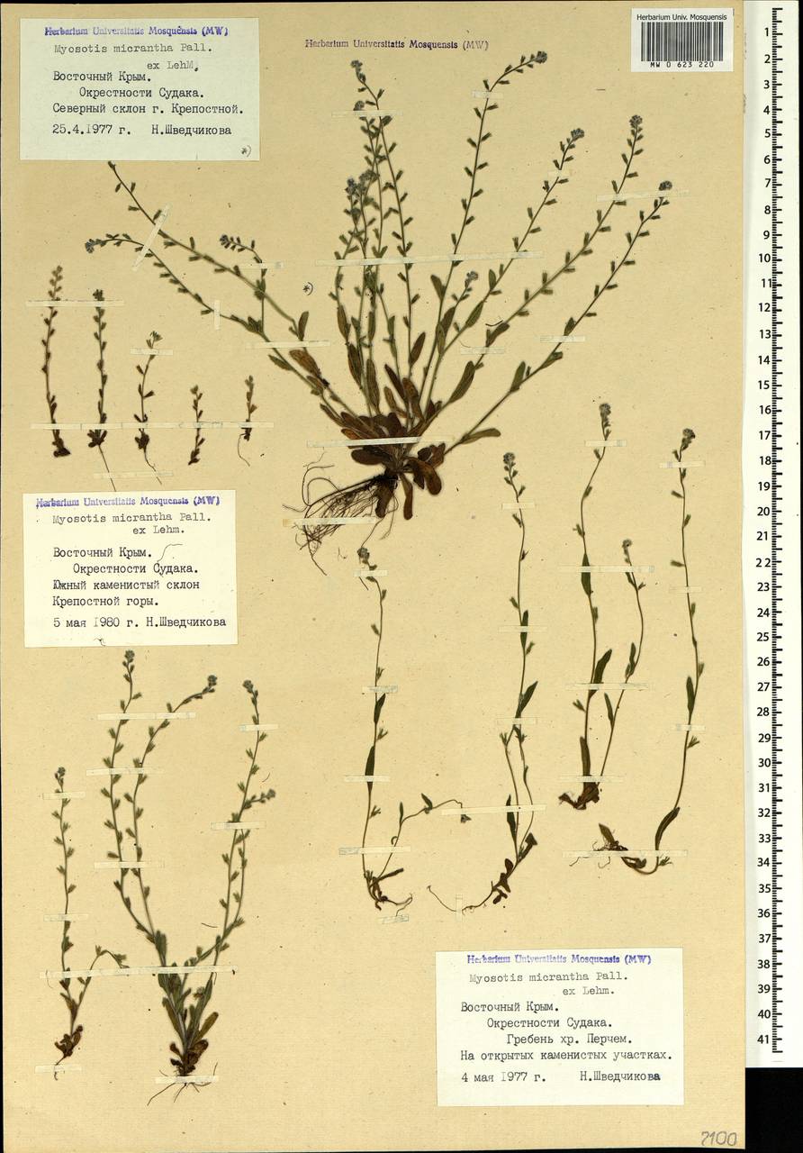 Myosotis stricta Link ex Roem. & Schult., Crimea (KRYM) (Russia)