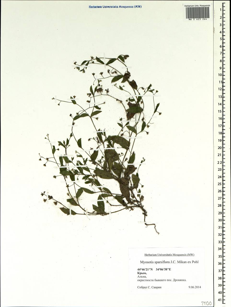 Myosotis sparsiflora Pohl, Crimea (KRYM) (Russia)