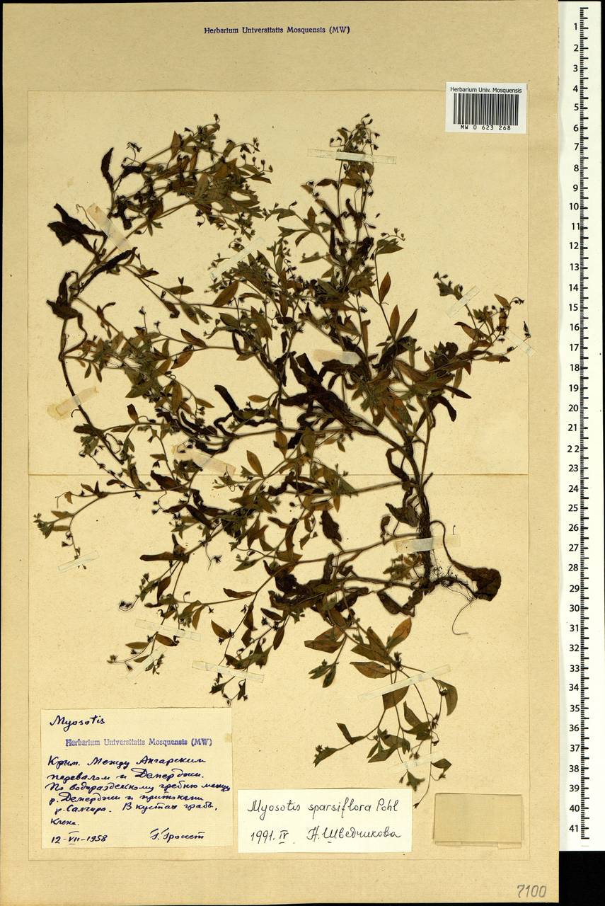 Myosotis sparsiflora Pohl, Crimea (KRYM) (Russia)