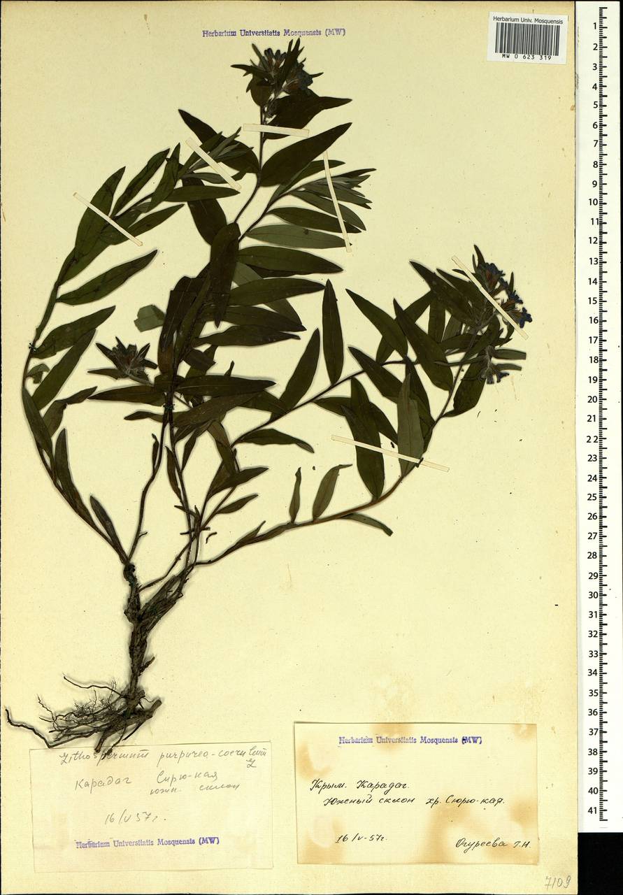 Aegonychon purpurocaeruleum (L.) Holub, Crimea (KRYM) (Russia)