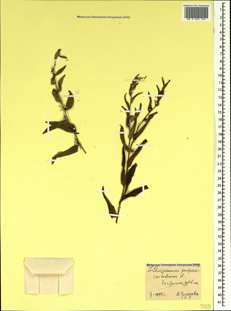 Aegonychon purpurocaeruleum (L.) Holub, Crimea (KRYM) (Russia)