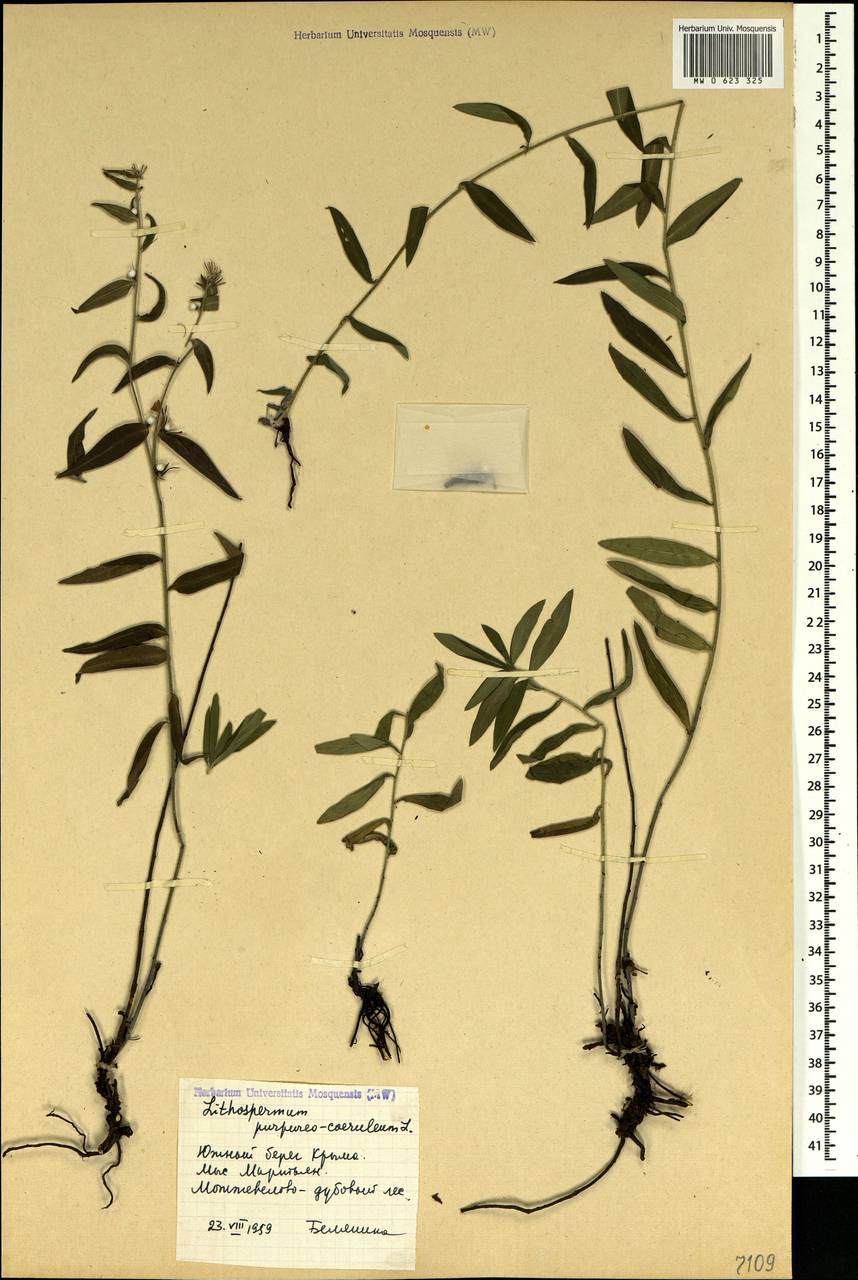 Aegonychon purpurocaeruleum (L.) Holub, Crimea (KRYM) (Russia)