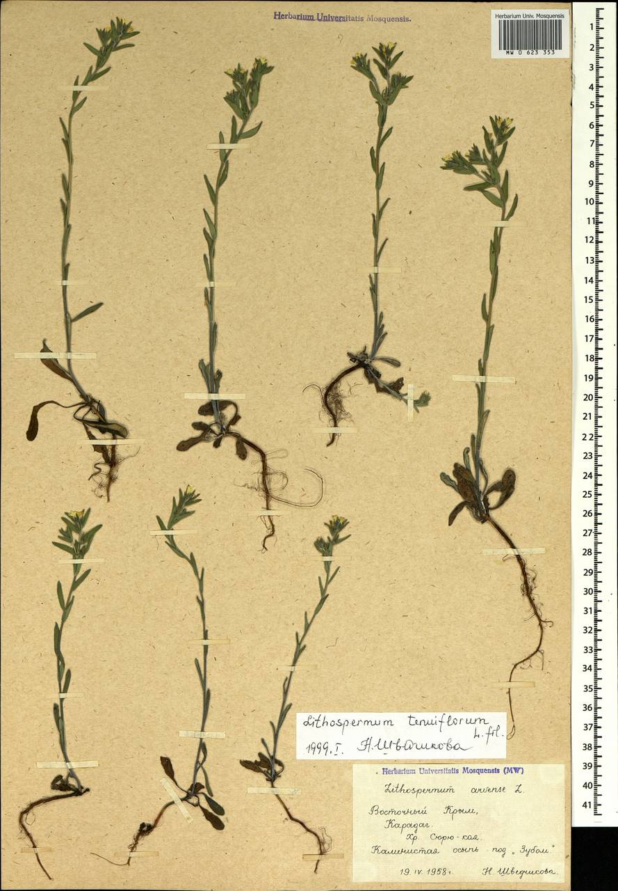 Buglossoides tenuiflora (L. fil.) I. M. Johnst., Crimea (KRYM) (Russia)