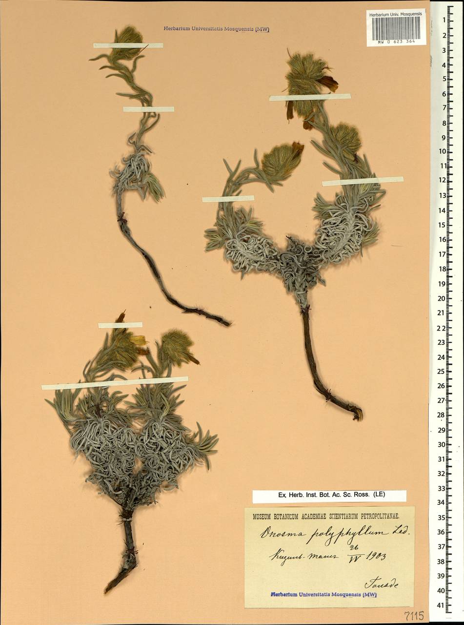 Onosma polyphylla Ledeb., Crimea (KRYM) (Russia)