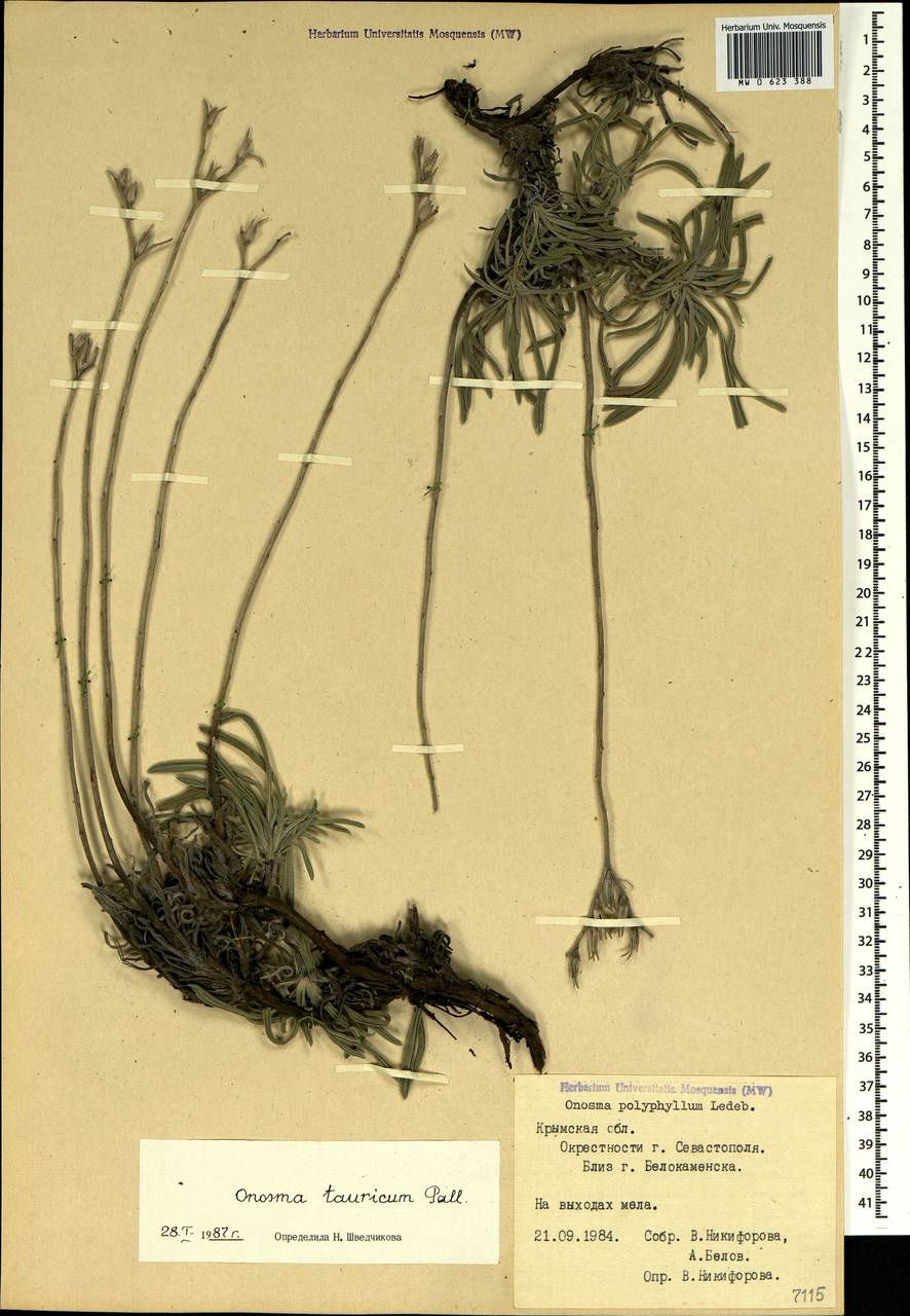 Onosma cinerea Schreb., Crimea (KRYM) (Russia)