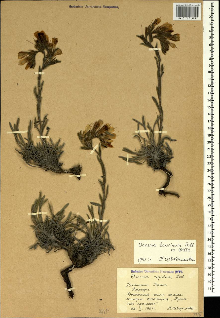 Onosma cinerea Schreb., Crimea (KRYM) (Russia)