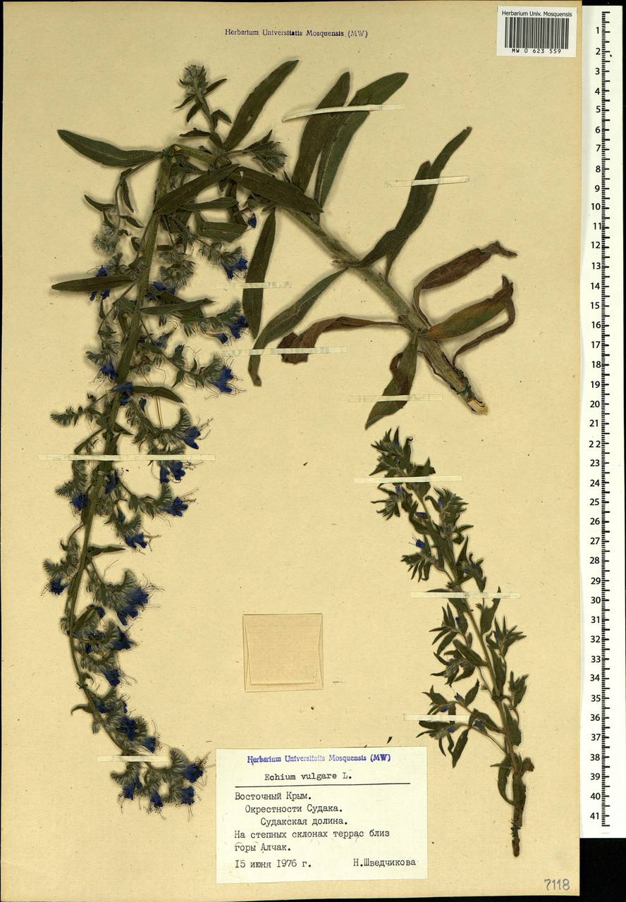 Echium vulgare L., Crimea (KRYM) (Russia)