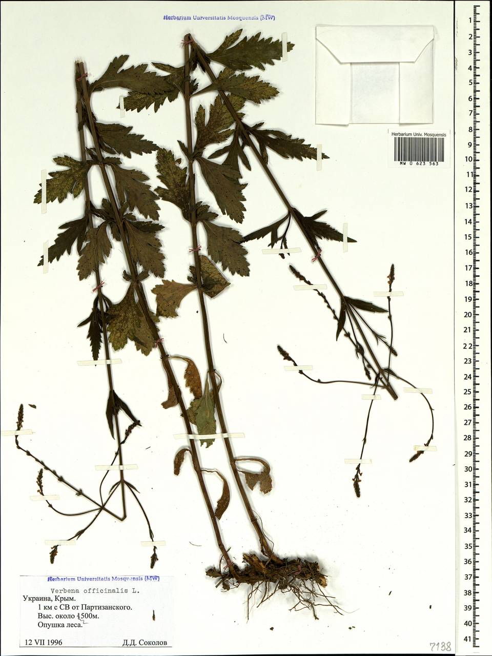 Verbena officinalis L., Crimea (KRYM) (Russia)