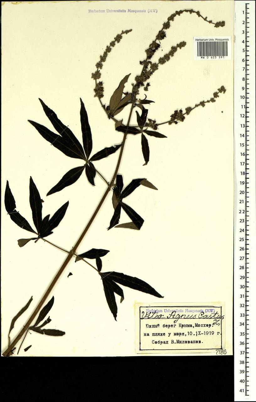 Vitex agnus-castus L., Crimea (KRYM) (Russia)
