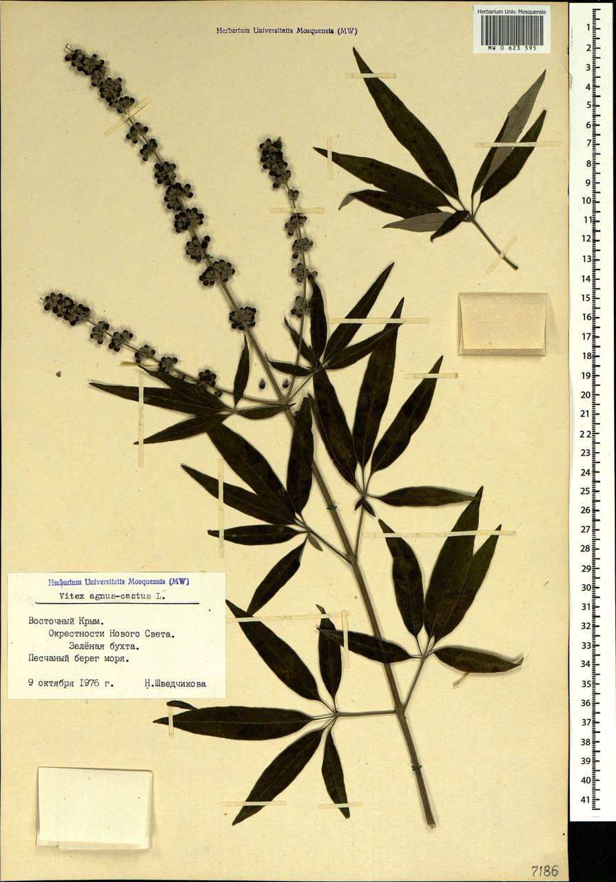 Vitex agnus-castus L., Crimea (KRYM) (Russia)