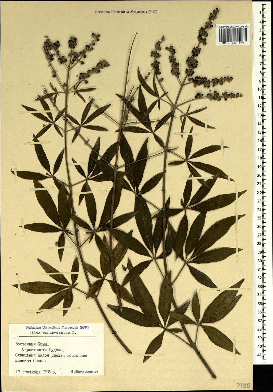 Vitex agnus-castus L., Crimea (KRYM) (Russia)