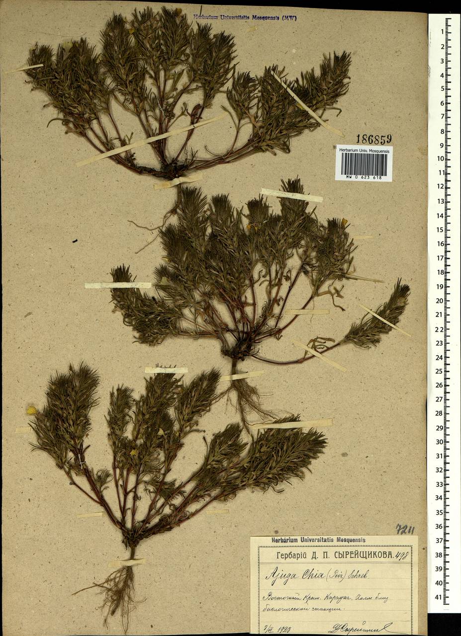 Ajuga chamaepitys subsp. chia (Schreb.) Arcang., Crimea (KRYM) (Russia)