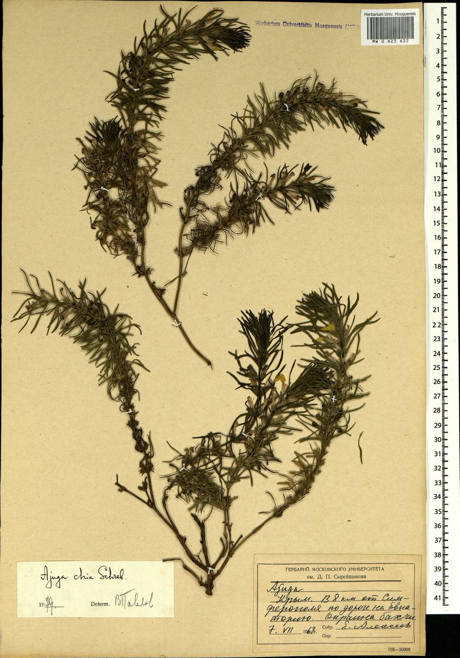 Ajuga chamaepitys subsp. chia (Schreb.) Arcang., Crimea (KRYM) (Russia)