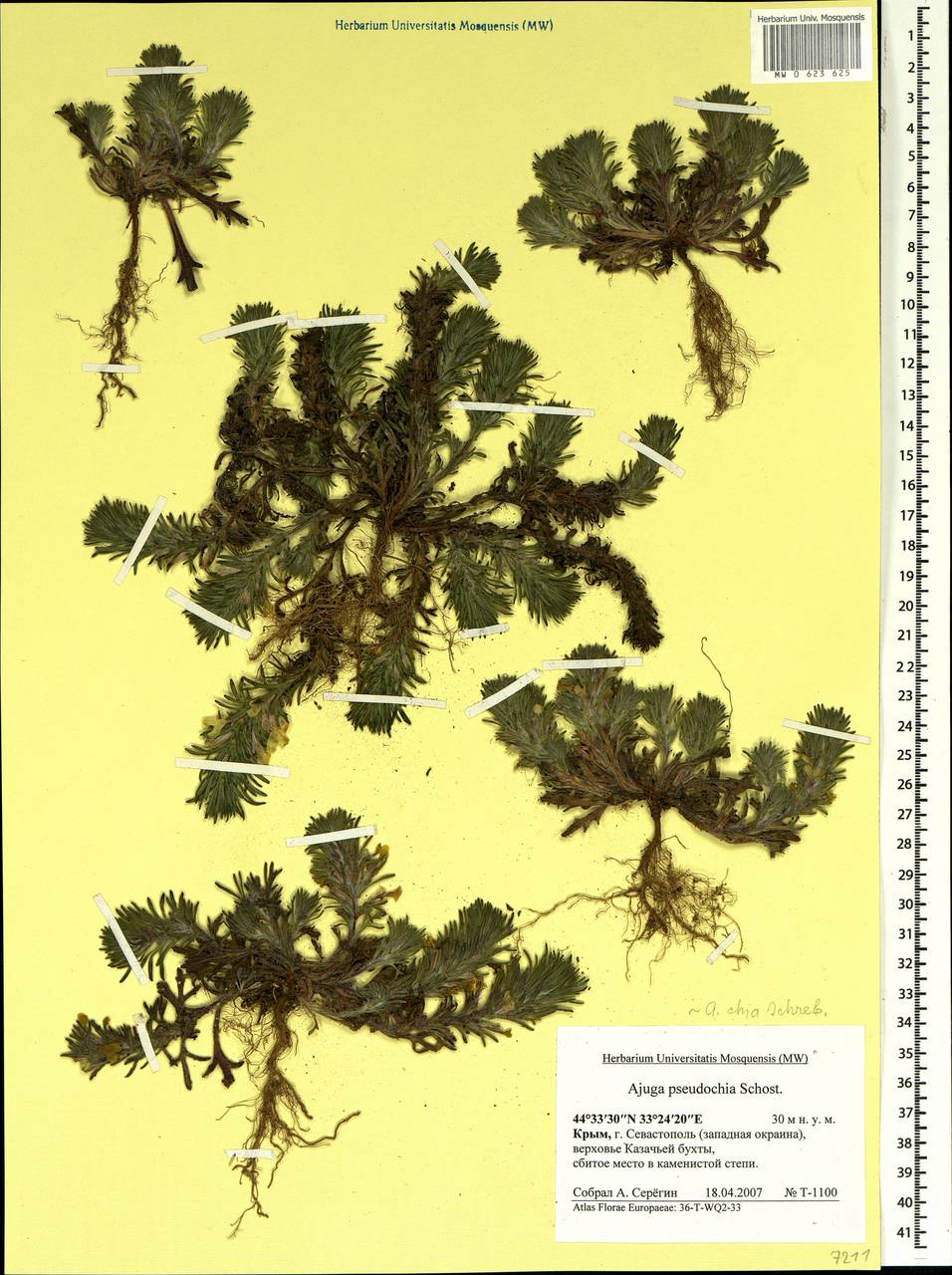 Ajuga chamaepitys subsp. chia (Schreb.) Arcang., Crimea (KRYM) (Russia)