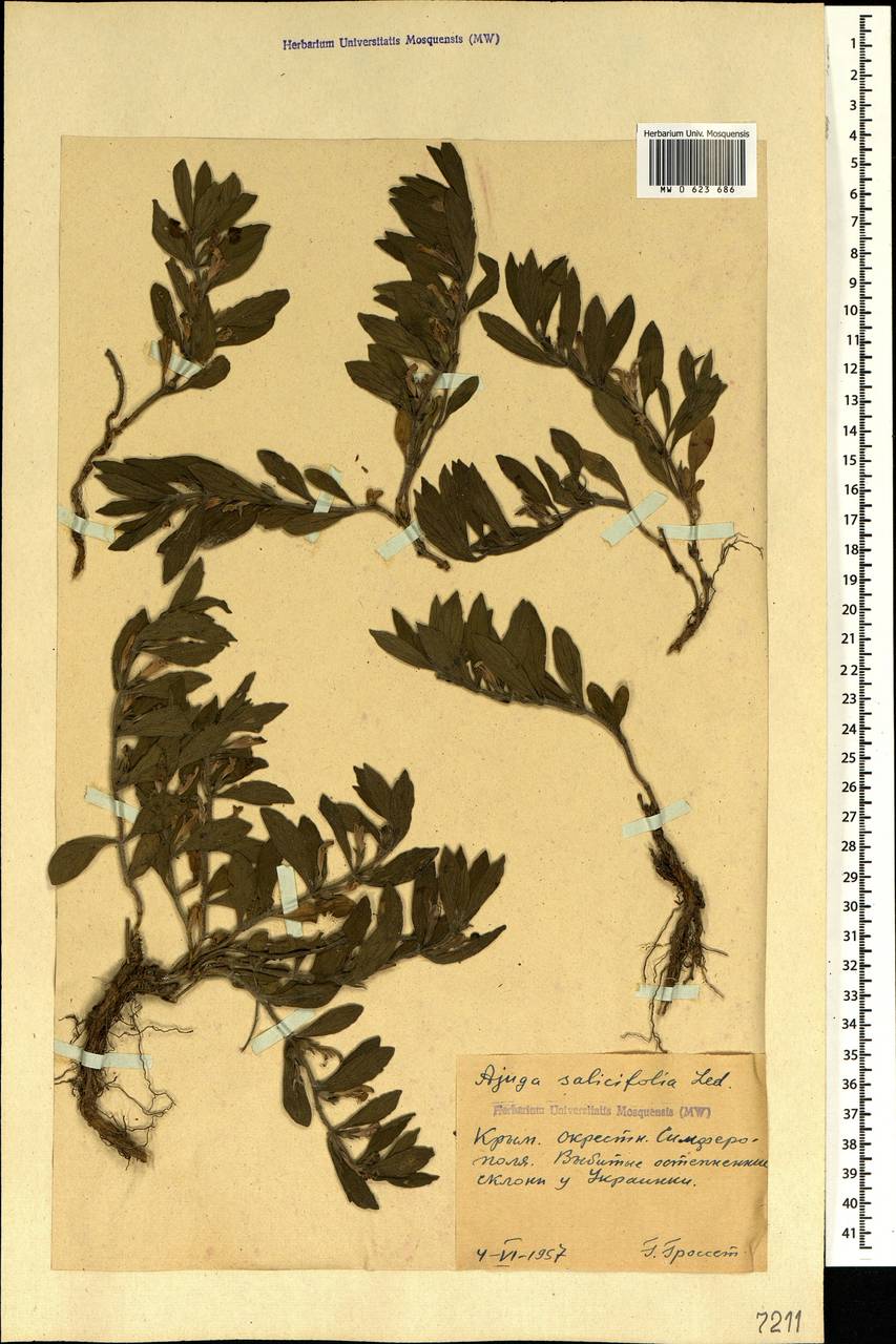 Ajuga salicifolia (L.) Schreb., Crimea (KRYM) (Russia)