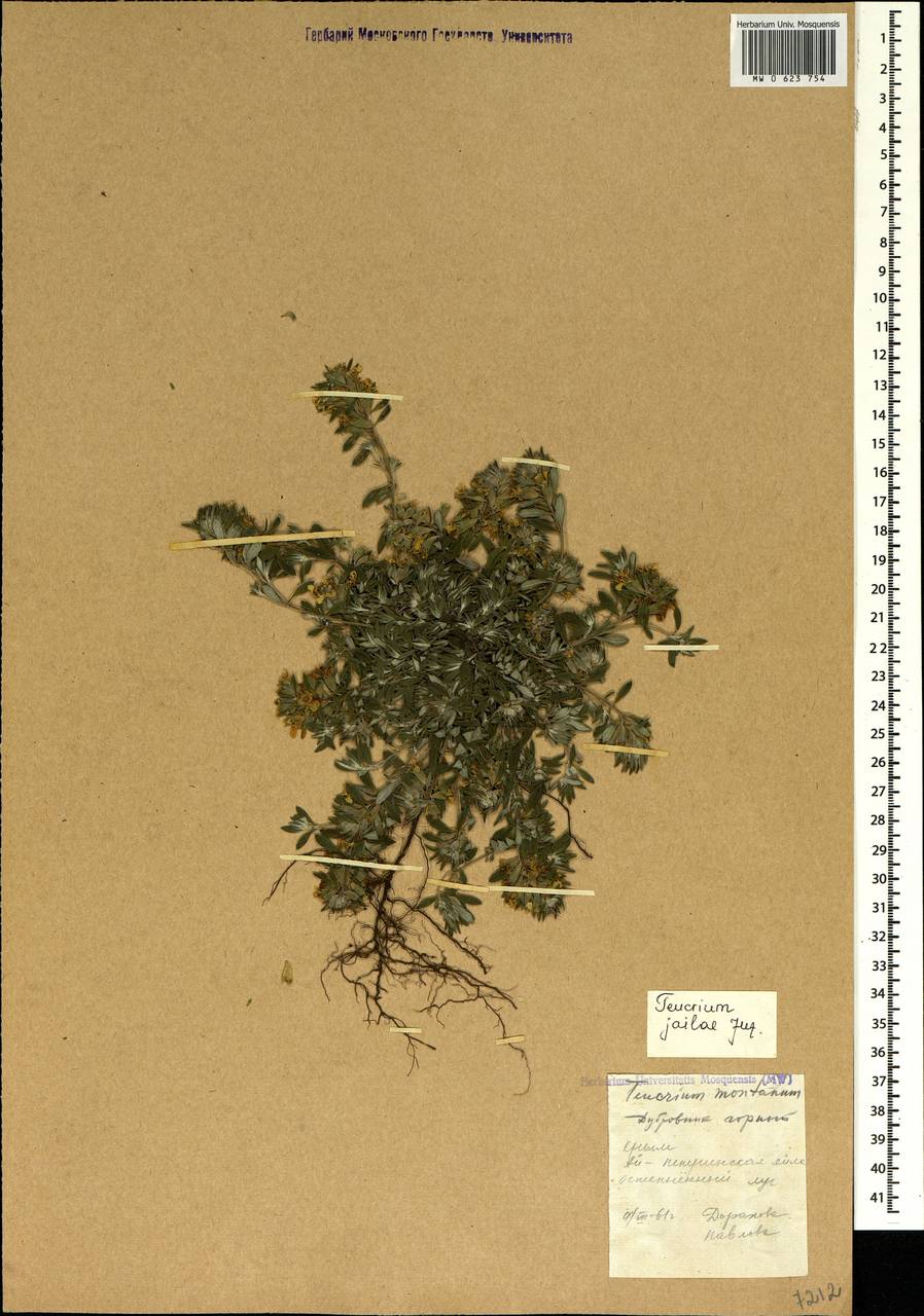 Teucrium montanum subsp. montanum, Crimea (KRYM) (Russia)