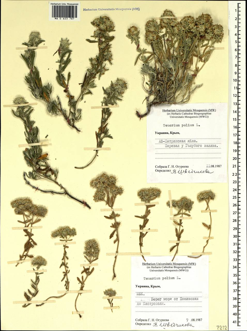 Teucrium polium L., Crimea (KRYM) (Russia)