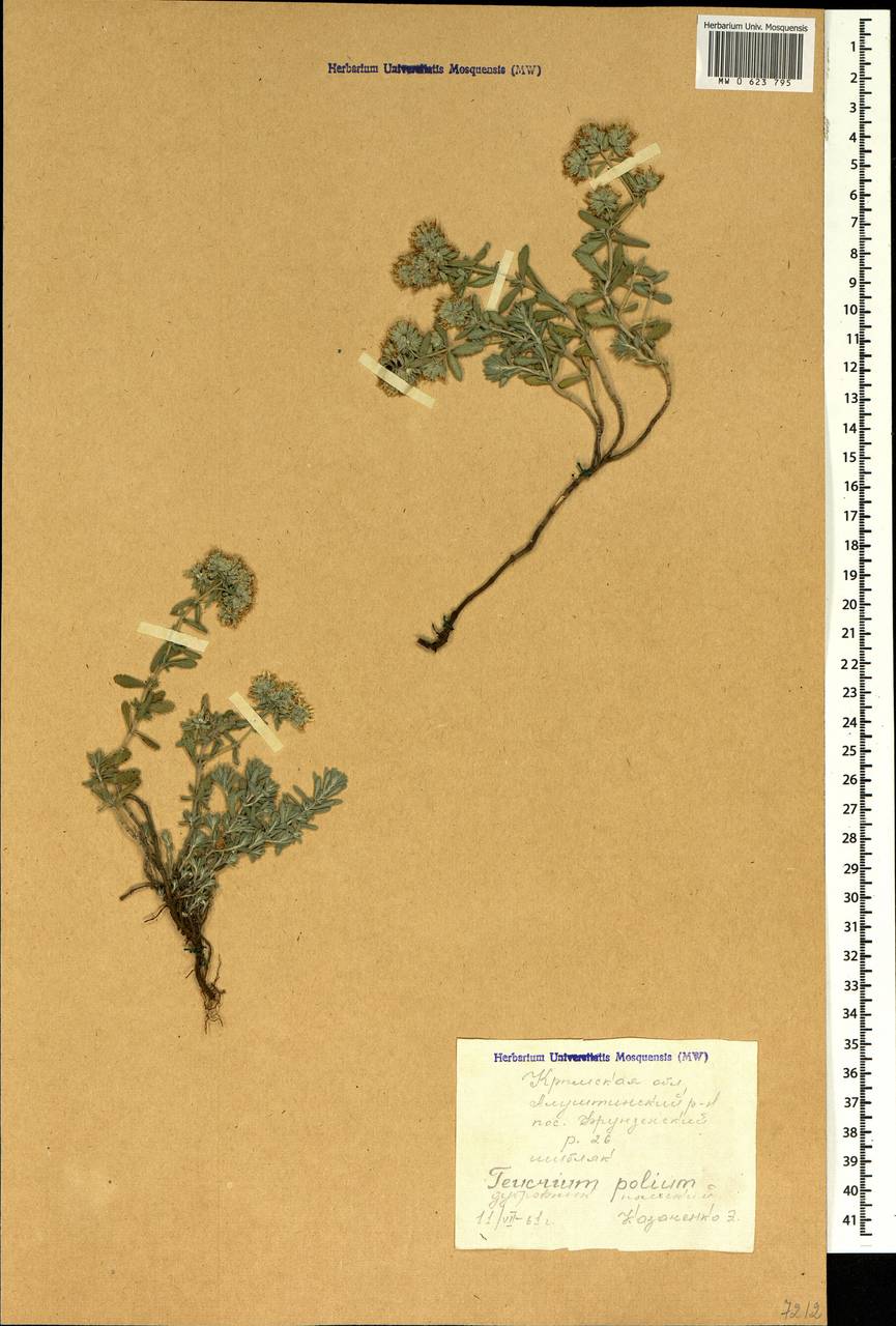 Teucrium polium L., Crimea (KRYM) (Russia)