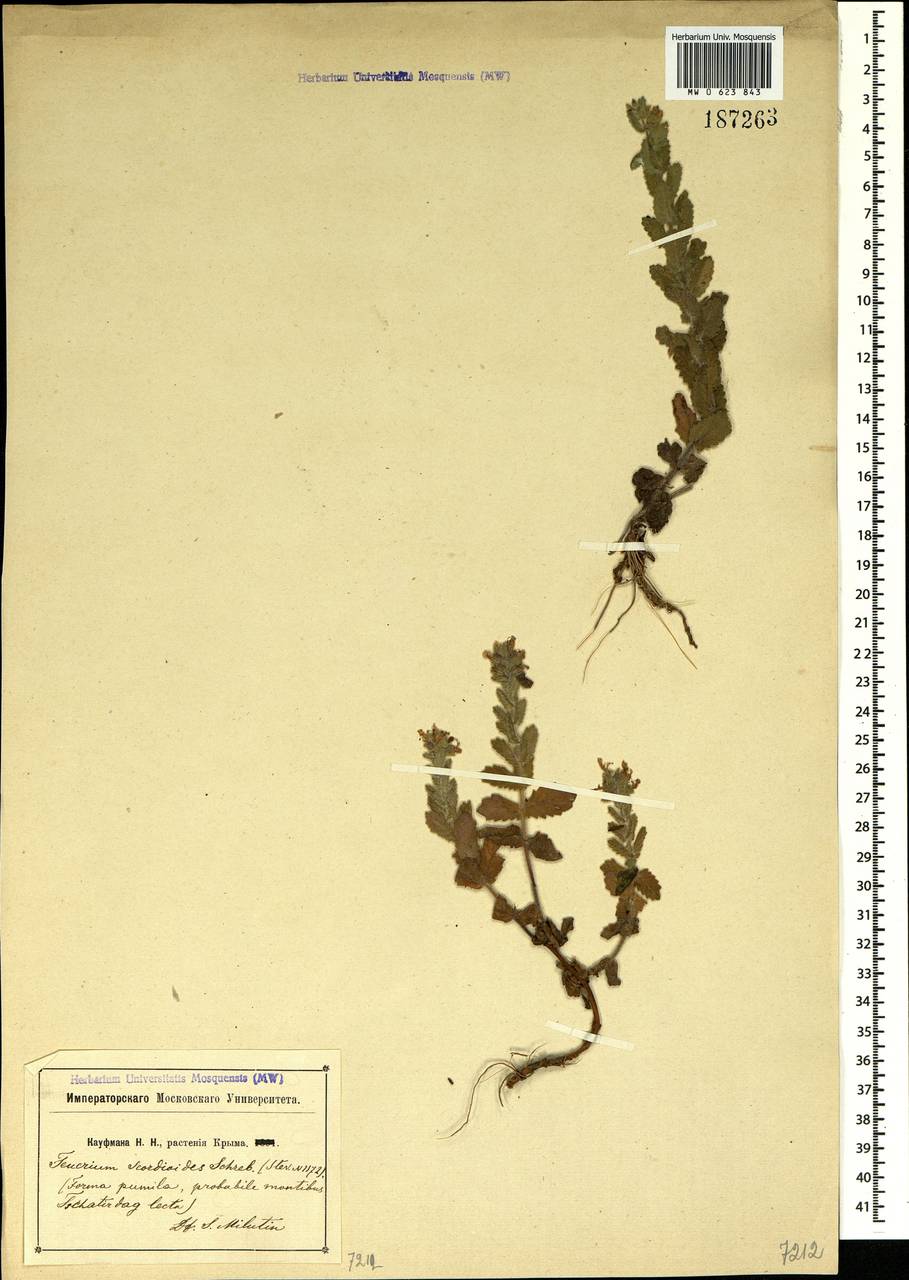 Teucrium scordium subsp. scordioides (Schreb.) Arcang., Crimea (KRYM) (Russia)