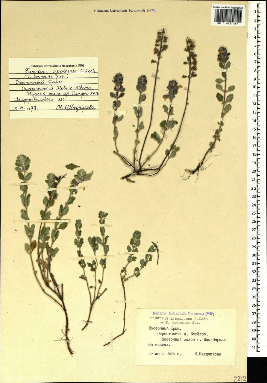 Teucrium chamaedrys subsp. syspirense (K.Koch) Rech.f., Crimea (KRYM) (Russia)