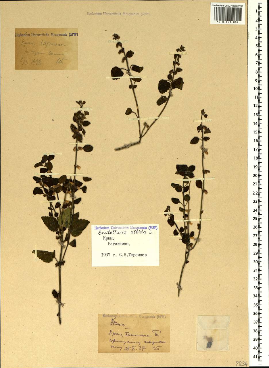 Scutellaria albida L., Crimea (KRYM) (Russia)
