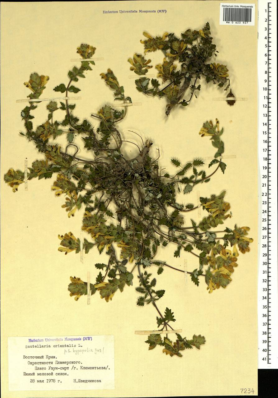 Scutellaria orientalis L., Crimea (KRYM) (Russia)