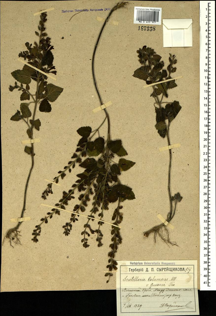 Scutellaria albida subsp. colchica (Rech.f.) J.R.Edm., Crimea (KRYM) (Russia)