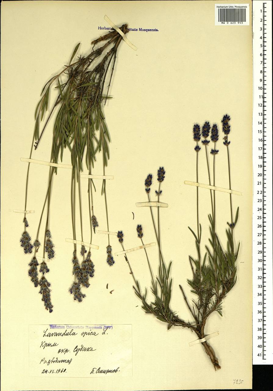 Lavandula angustifolia Mill., Crimea (KRYM) (Russia)