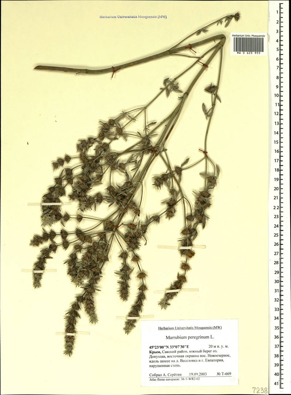 Marrubium peregrinum L., Crimea (KRYM) (Russia)