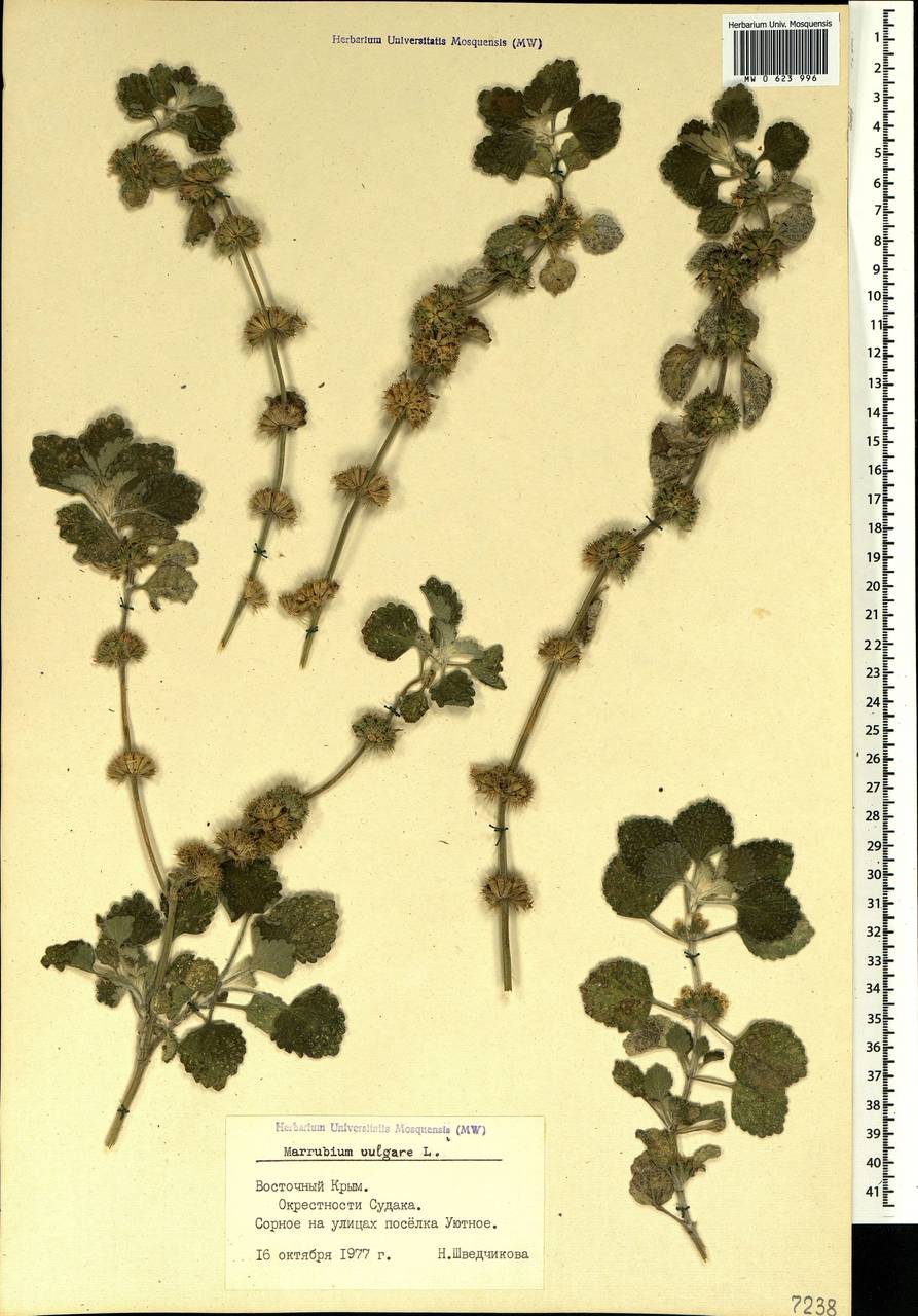 Marrubium vulgare L., Crimea (KRYM) (Russia)