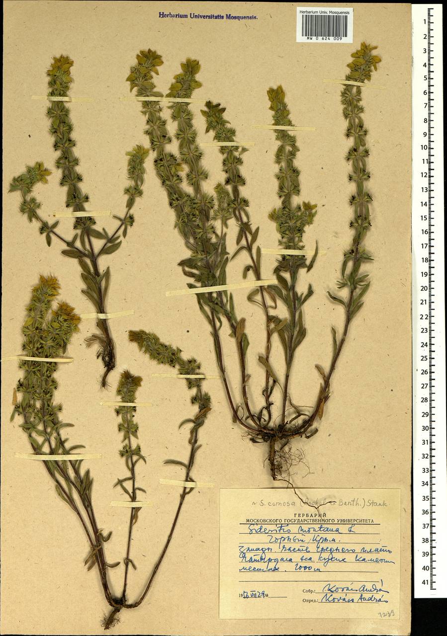 Sideritis montana subsp. montana, Crimea (KRYM) (Russia)