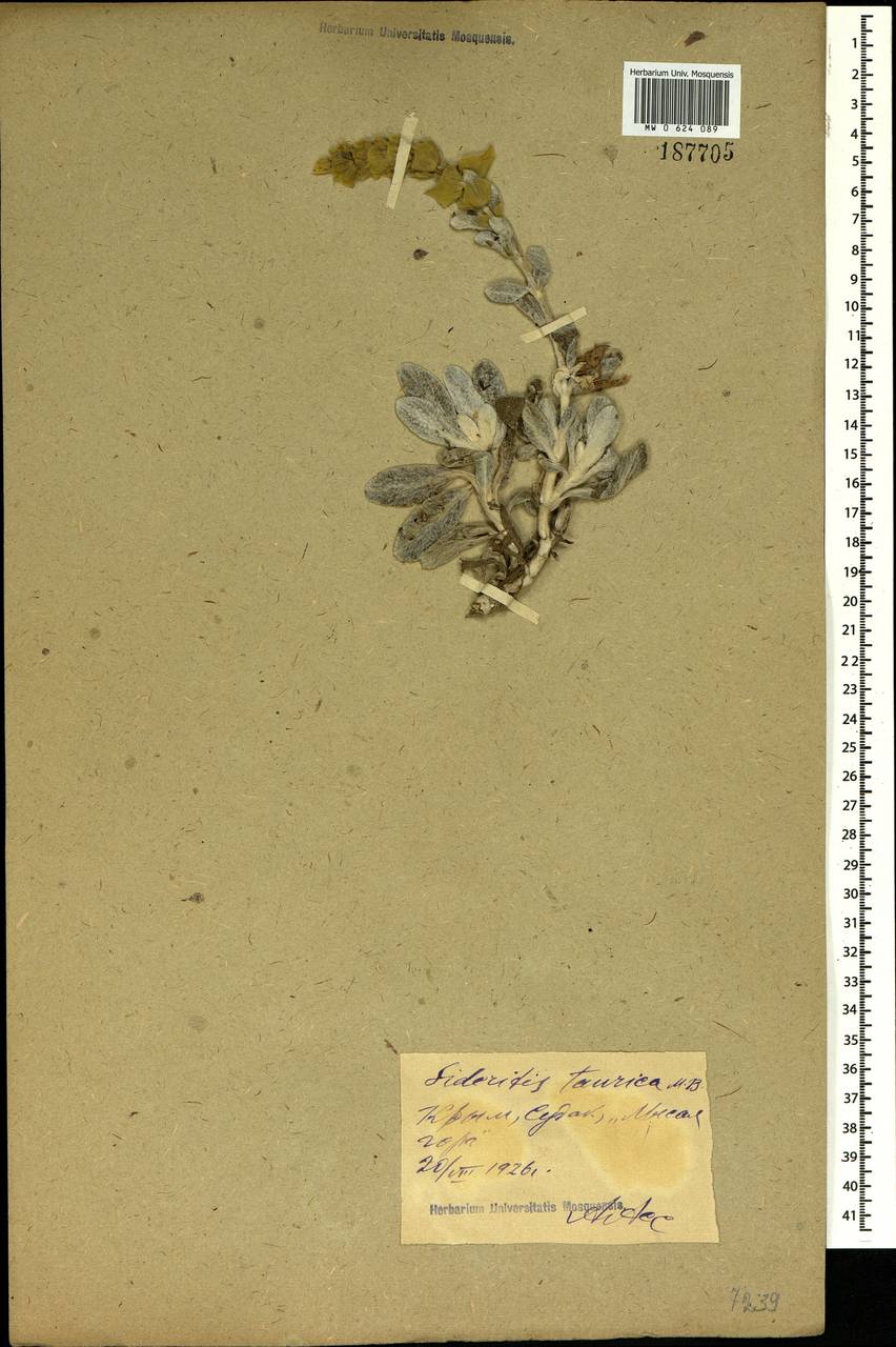 Sideritis taurica Steph. ex Willd., Crimea (KRYM) (Russia)