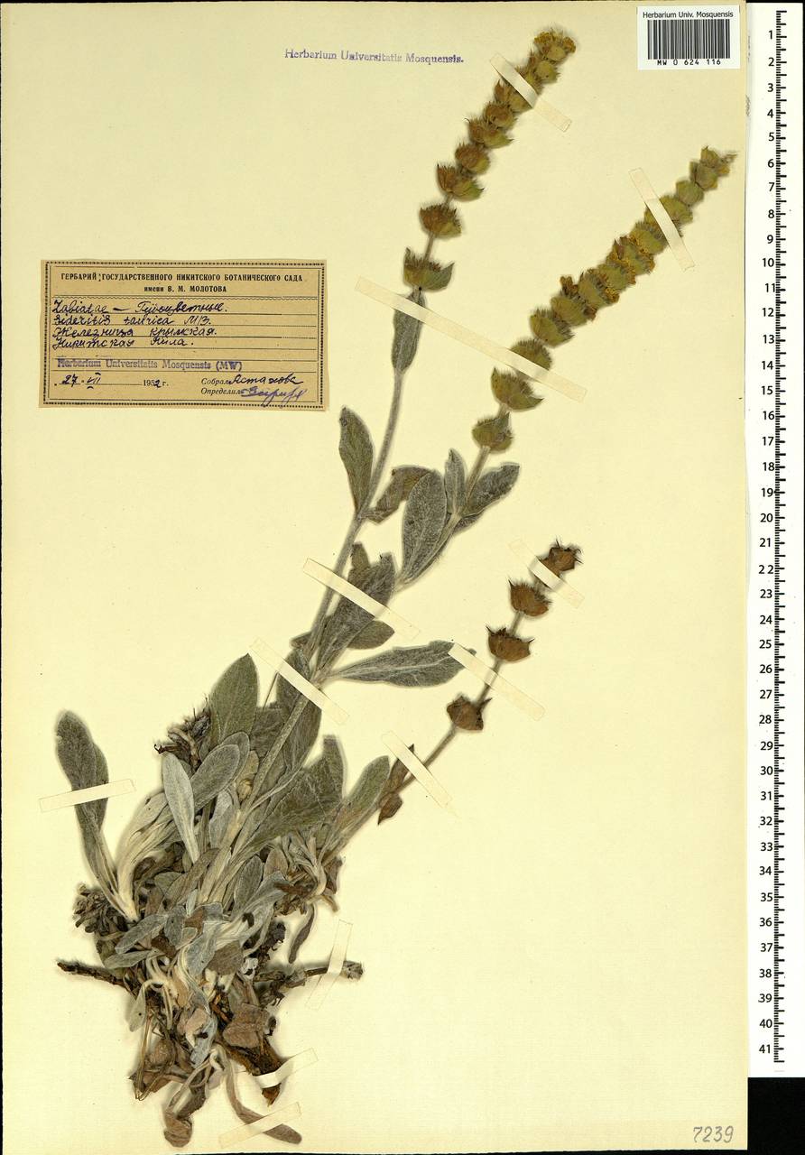 Sideritis taurica Steph. ex Willd., Crimea (KRYM) (Russia)