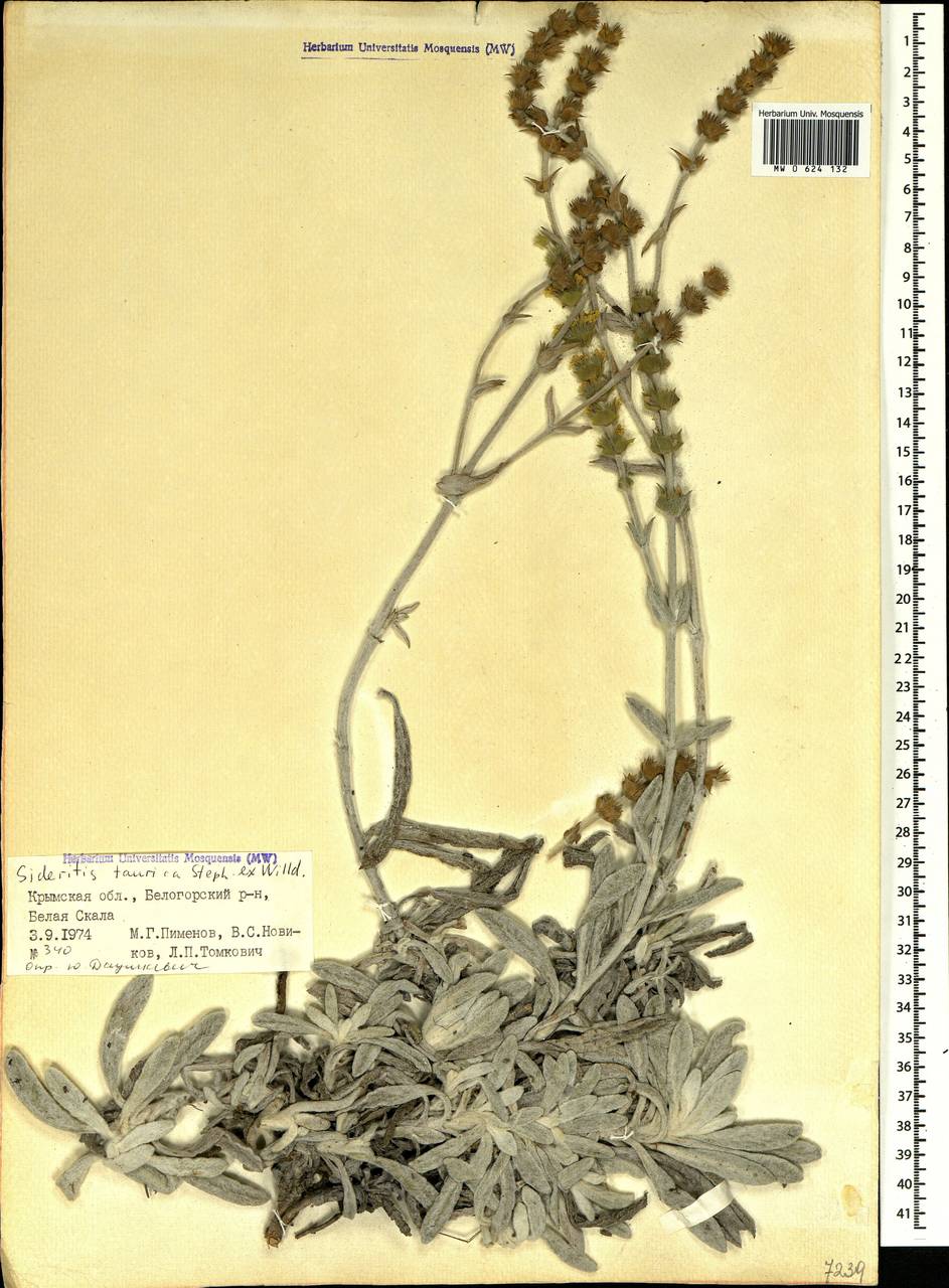 Sideritis taurica Steph. ex Willd., Crimea (KRYM) (Russia)