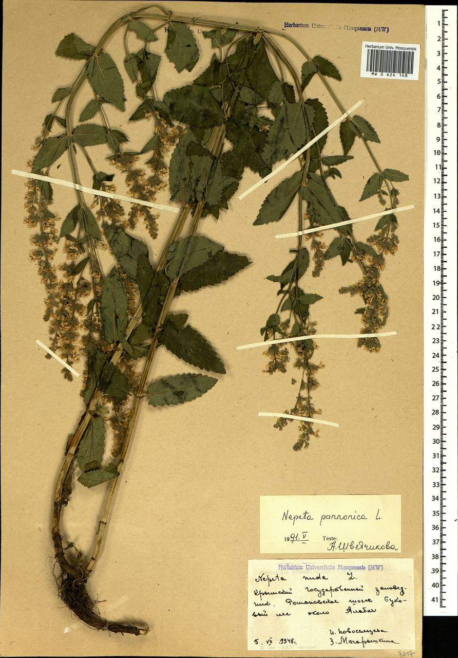 Nepeta nuda subsp. nuda, Crimea (KRYM) (Russia)