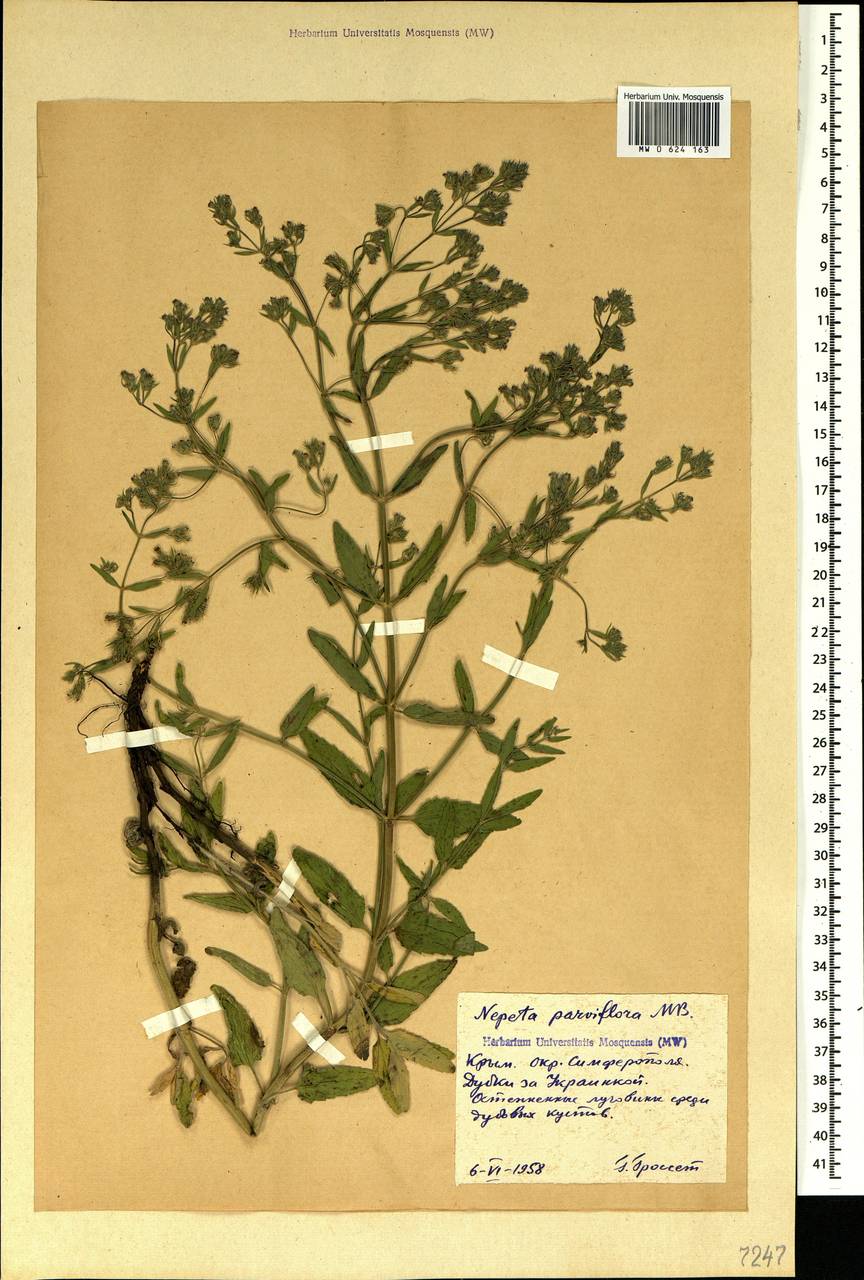 Nepeta ucranica subsp. parviflora (M.Bieb.) M.Masclans, Crimea (KRYM) (Russia)