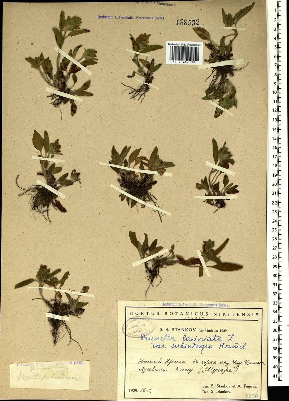 Prunella laciniata (L.) L., Crimea (KRYM) (Russia)